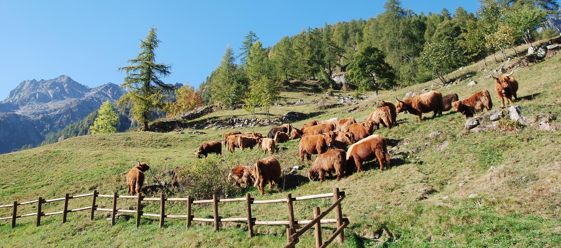 La nostra mandria - Società Agricola Montana